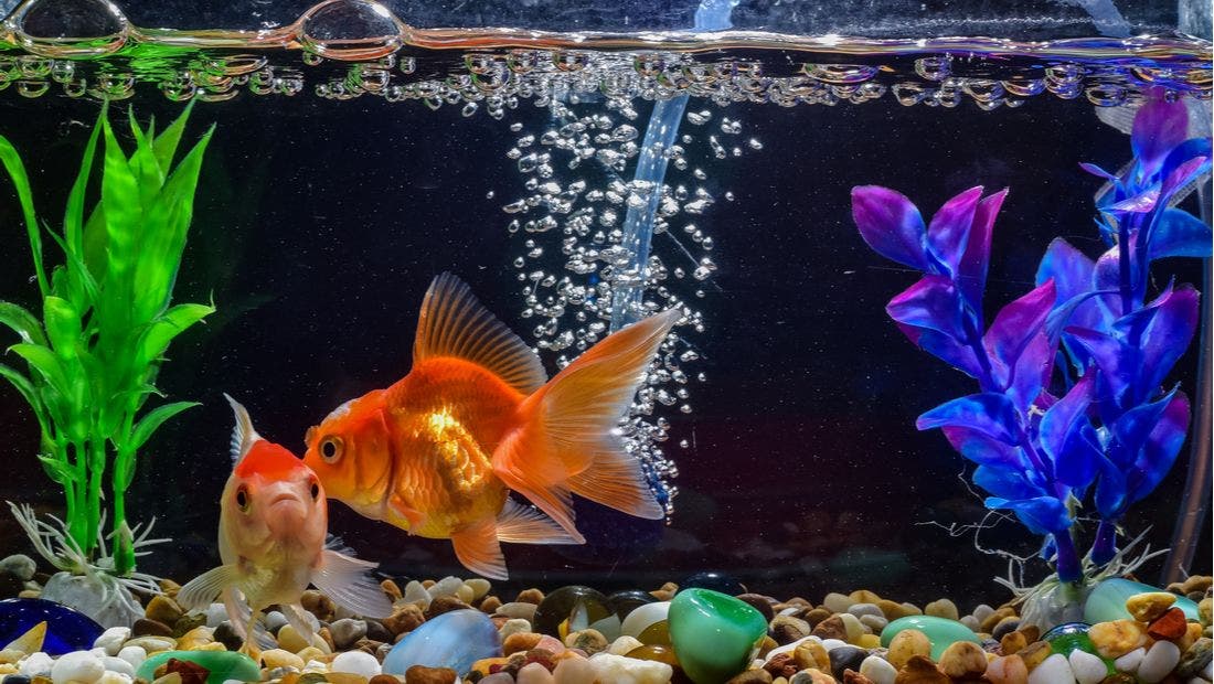 Fish Aquarium Tank